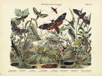 Mariposas, c.1860